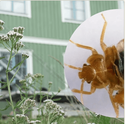 Närbild på en insekt framför ett grönt hus